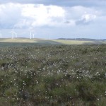 Cotton Grass Common Hill to Green Knowes